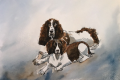 Animal Portraits