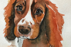 Animal Portraits