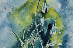 Snowdrops-watercolour26x36cm